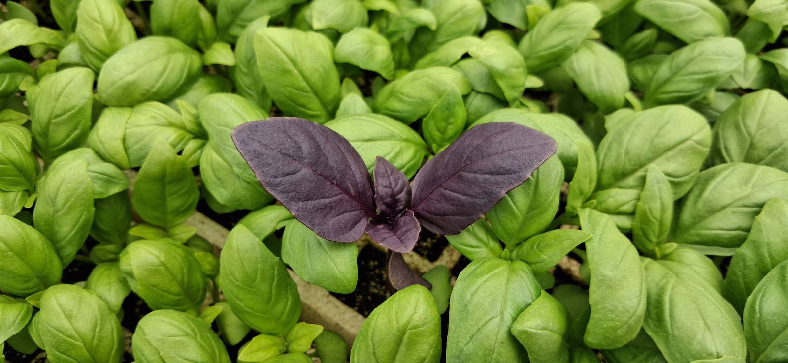 Herb seedlings